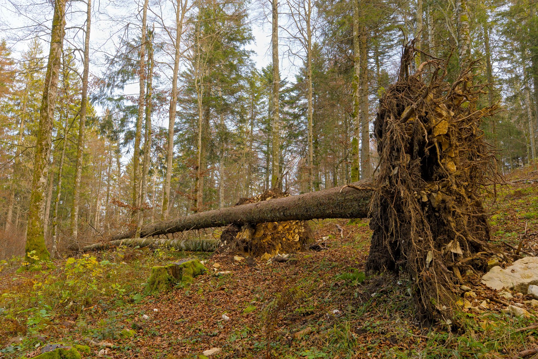 Enlèvement arbre urgence équipe à Chambéry